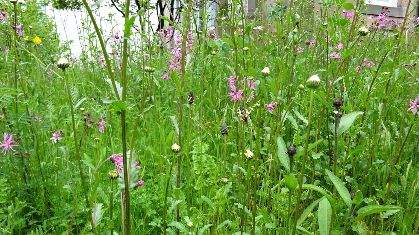 粉色和白色野花在绿草间生长。
